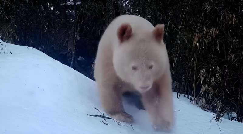 New findings reported on the albino giant panda in the Wolong National Nature Reserve