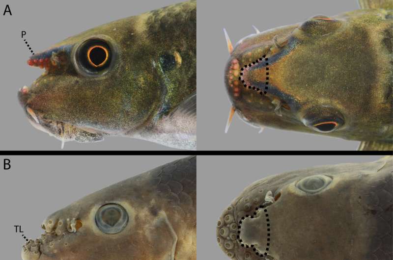 New fish species discovered after decades of popularity in the aquarium trade
