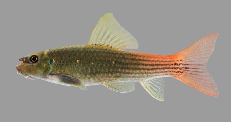 New fish species discovered after decades of popularity in the aquarium trade
