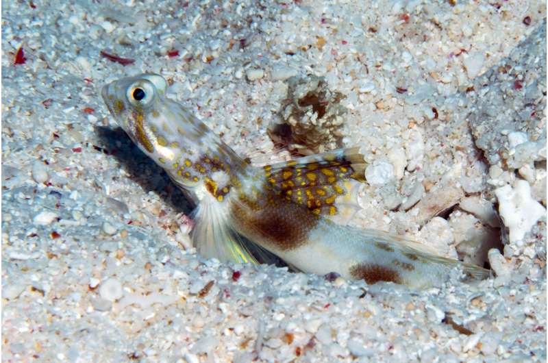 New fish species found in Great Barrier Reef