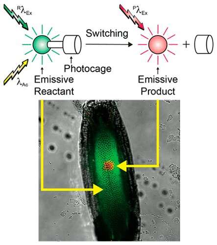 New fluorescent dyes help illuminate microscopic life
