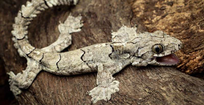 New flying gecko species reveals hidden biodiversity of northern India