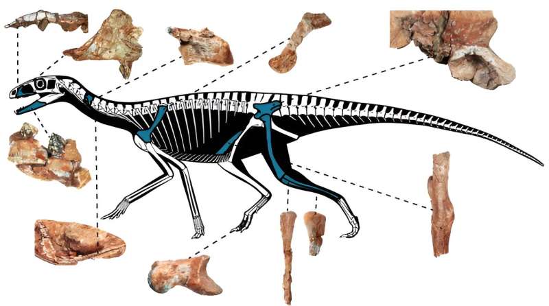 New fossil assemblage highlights complexity of classifying silesaurid phylogeny