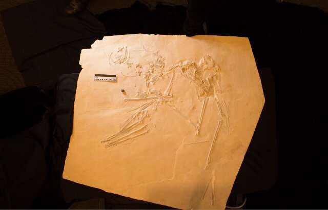 New fossil flying reptile 'Elvis' characterized