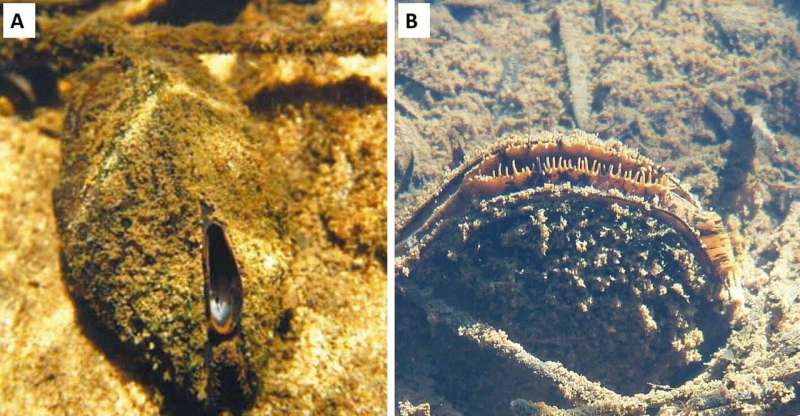 New freshwater mussels discovered in southwestern Australia