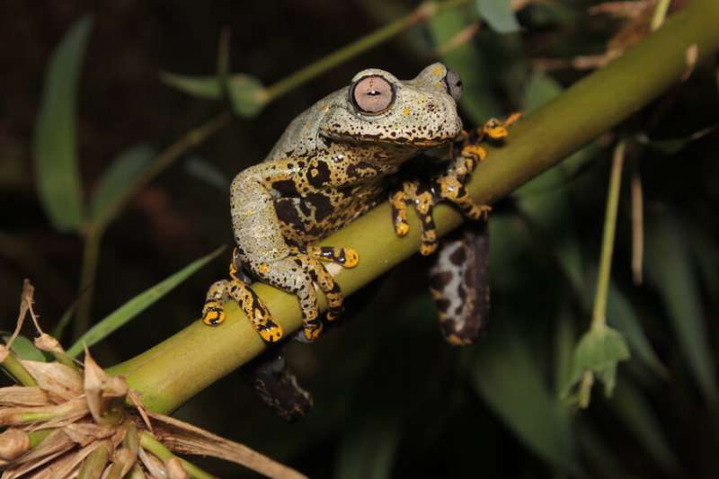 New frog species named after fantasy author J.R.R. Tolkien