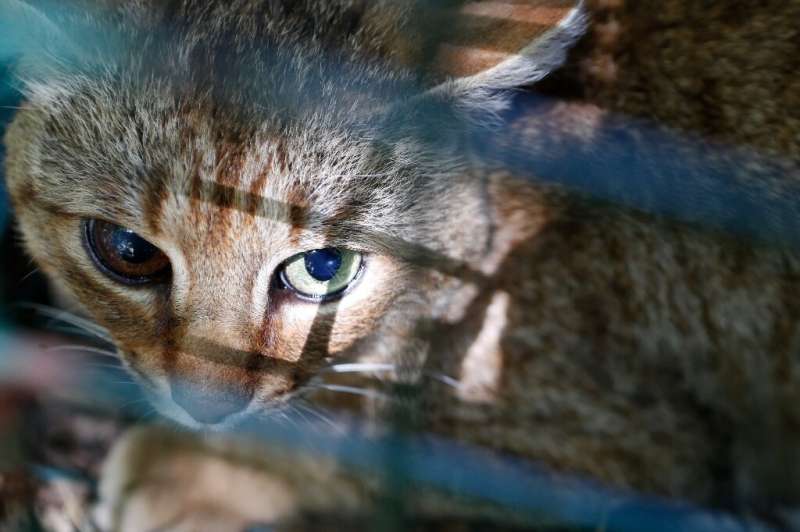 New genetic analysis has 'revealed a unique genetic strain to the wild cats' found in the remote forest undergrowth of northern 