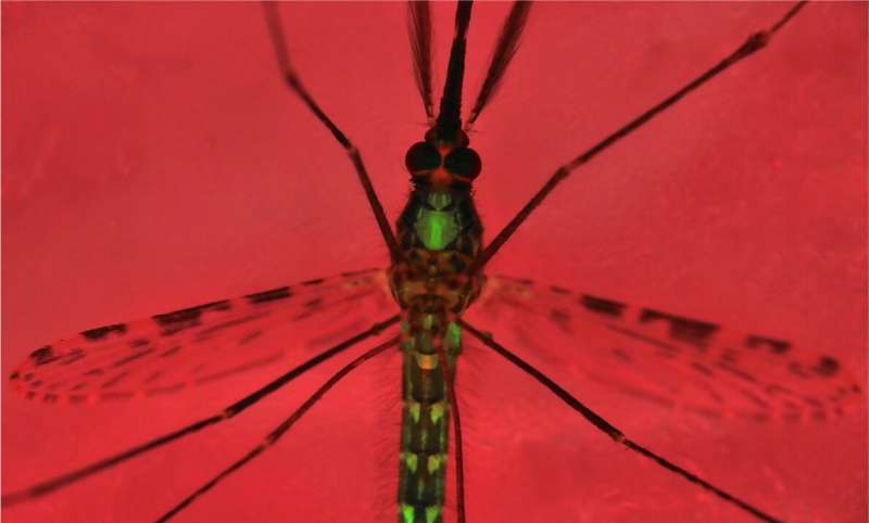 New genetic technology developed to halt malaria-spreading mosquitoes