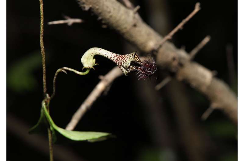 New herb plant species found in Yunnan