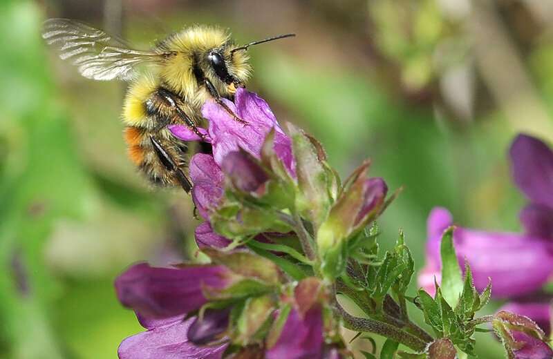 New honeybee vaccine offers hope for protecting more than just honeybees