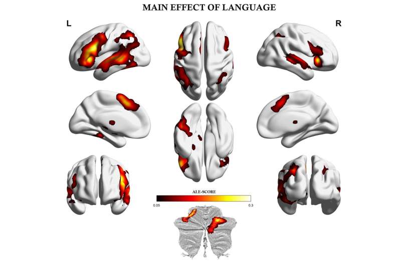 New insights into how the human brain organises language