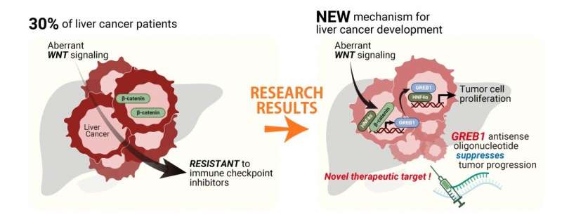 New insights into liver cancer development