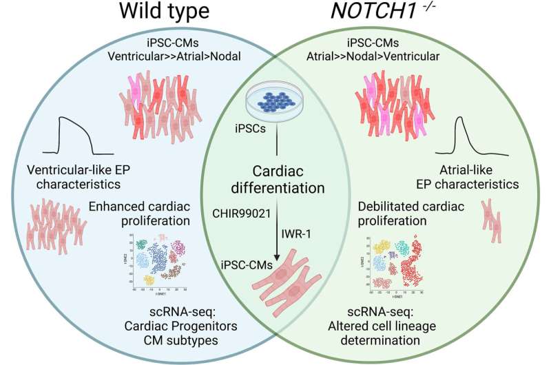 بینش جدید در مورد نقش ژن NOTCH1 در نقص مادرزادی قلب