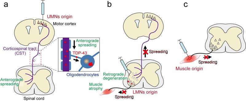 New insights into the protein-mediated motor neuron loss in amyotrophic lateral sclerosis