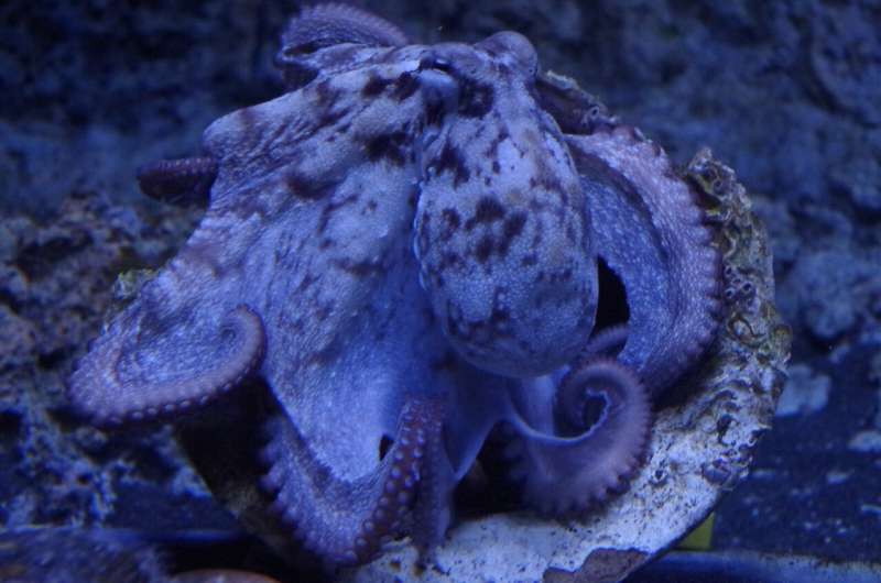 New insights into the genetics of the common octopus: genome at the chromosome level decoded