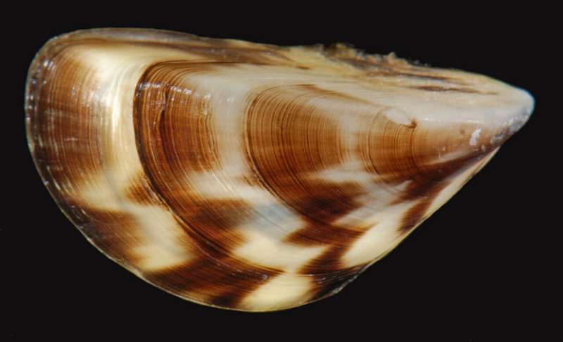 New insights into Zebra mussel attachment fibers offer potential solutions to combat invasive species