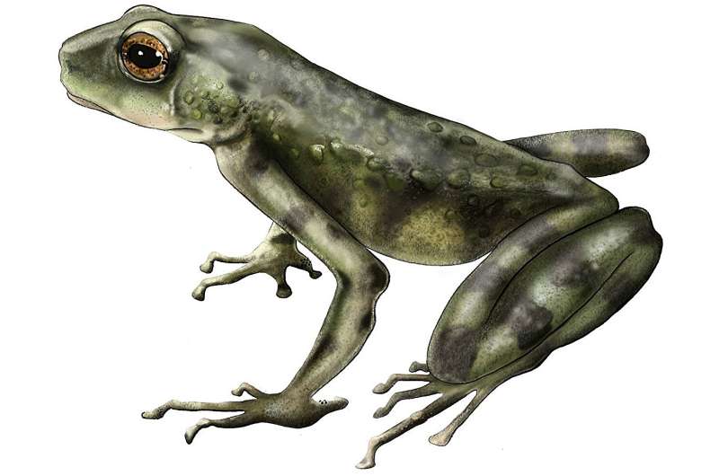 New Kenyan volcano toad species reveals hidden evolution of African amphibians