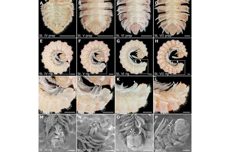 New legs on millipede Niponia nodulosa appear before molting, not just after