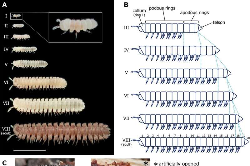 New legs on millipede Niponia nodulosa appear before molting, not just after