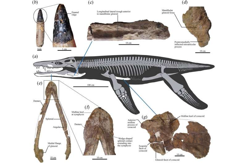 New look at a Lorrainosaurus in a museum finds plesiosaurs evolved earlier than thought