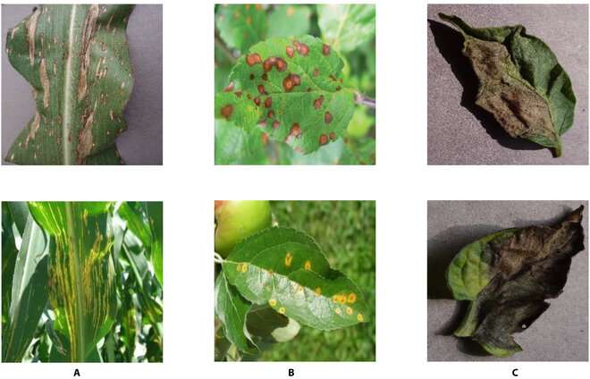 New machine learning framework for more accurate plant disease diagnosis