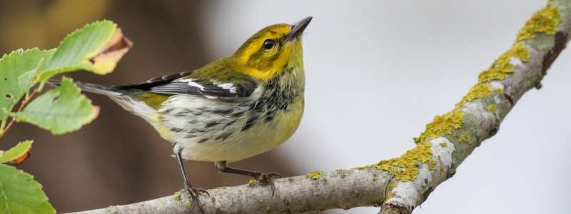 New map of “stopover hotspots” provides insights for conservation of eastern US migratory landbirds