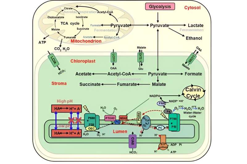 New mechanism of anaerobic fermentation metabolites suppressing both photosynthesis and aerobic respiration