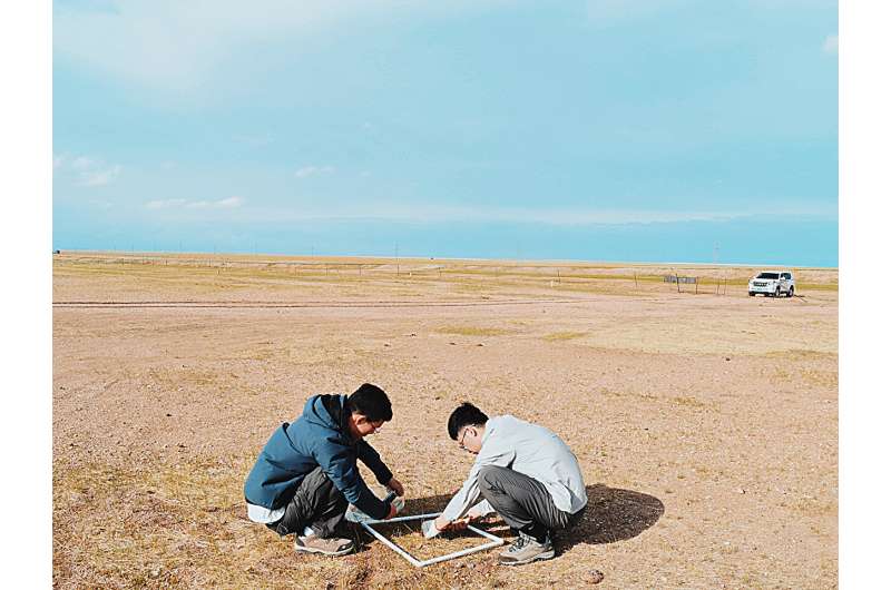 New model sheds light on grassland desertification dynamics