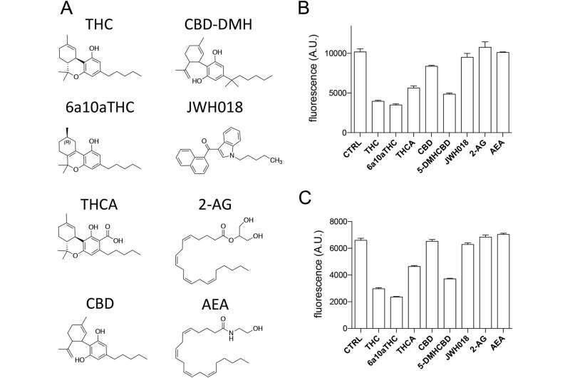 New molecular insights into medical cannabis