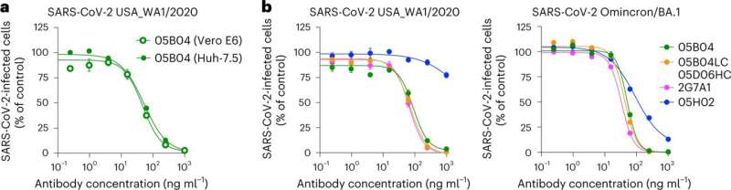 New monoclonal antibodies targeting ACE2 receptor could treat the next waves of SARS-CoV-2