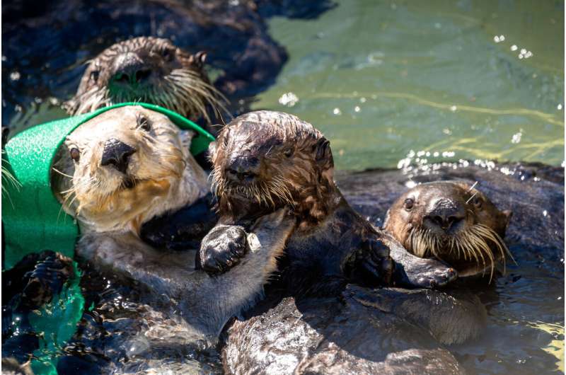 New Monterey Bay Aquarium study shares the intimate details of sea otter surrogacy; affirms its effectiveness to rehabilitate or