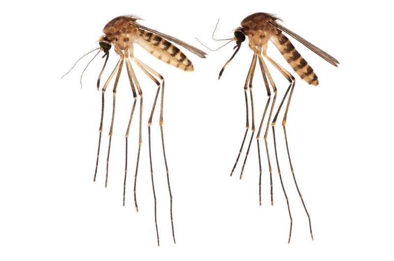 New mosquito species reported in Florida