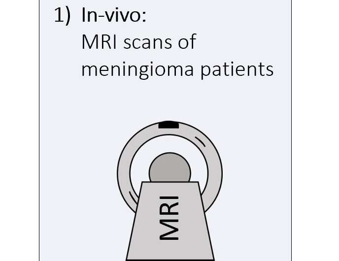 New MRI technology: a non-invasive look at iron balance