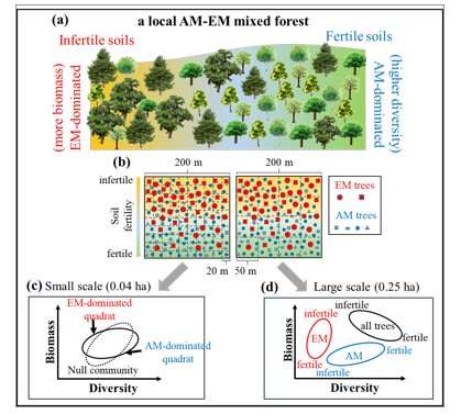 New mycorrhizal dominance mechanism drives scale-dependent biodiversity-ecosystem functioning relationships