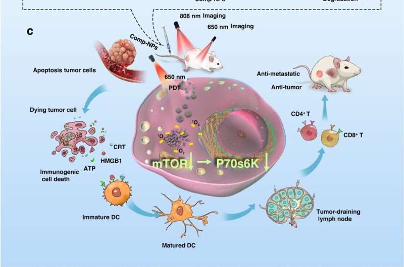 New nanocomplex unleashes the immune system on metastases