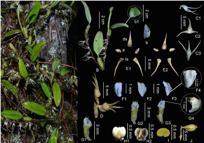 New orchid species found in tibet