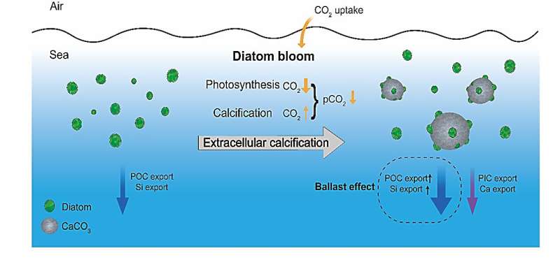 New pathway of diatom-mediated calcification and its impact on the biological pump