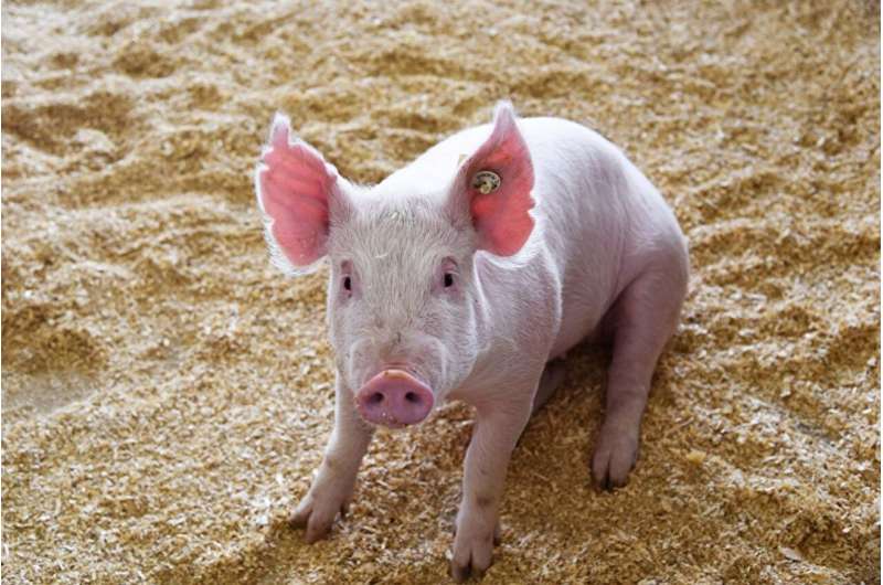 New preventative treatment for porcine virus could save billions for farmers