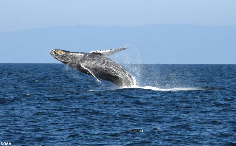 New protections for endangered whales along the California coast adopted