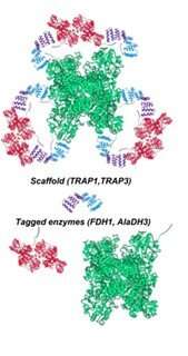 New protein scaffolds for assembling multi-enzyme systems with unprecedented control