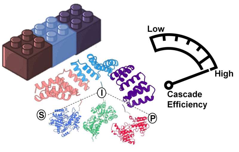 New protein scaffolds for assembling multi-enzyme systems with unprecedented control