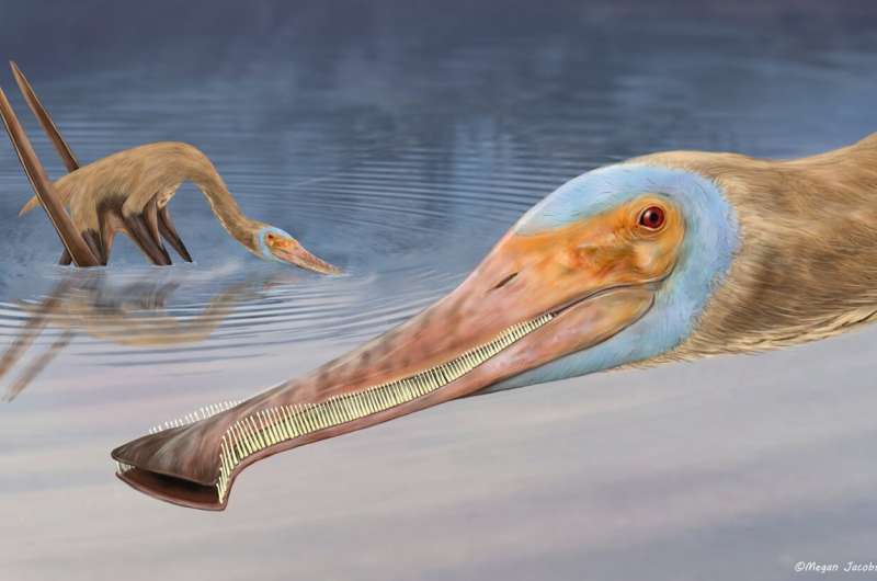 New pterosaur species with hundreds of tiny hooked teeth discovered