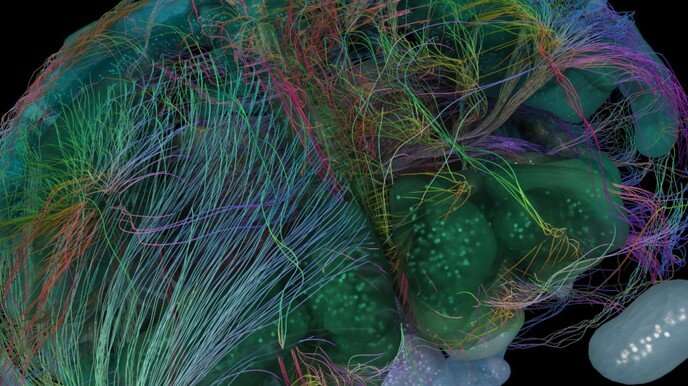 نسخه جدید اطلس پروژه مغز آبی، انواع نورون ها را روشن می کند