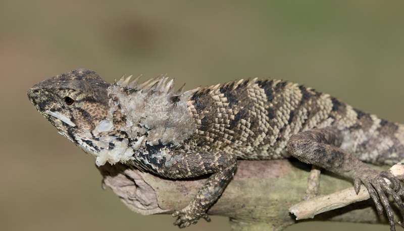 New reptile on the block: A new iguana species discovered in China
