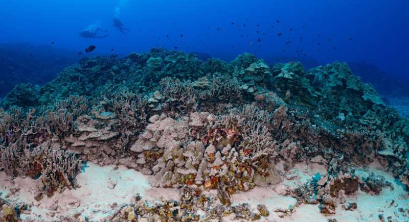 New research confirms land–sea relationship is a major driver of coral ...