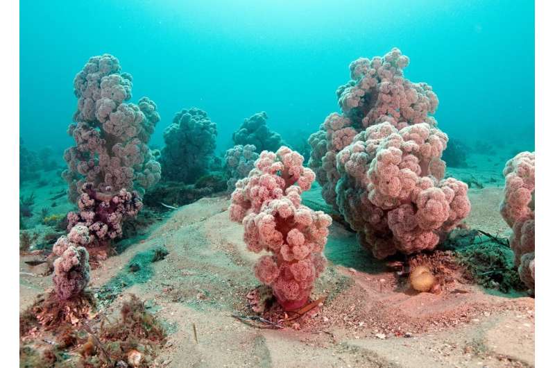 New research findings: Understanding the sex life of coral gives hope of clawing it back from the path to extinction