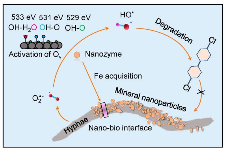 Uit nieuw onderzoek is gebleken dat minerale nanodeeltjes mogelijk kunnen fungeren als nabootsers van nanozymen, waardoor schimmels kunnen worden geholpen bij het afbreken van organische verontreinigende stoffen in de bodem