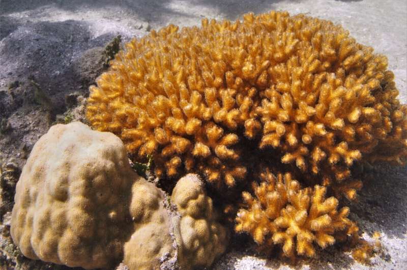 New research highlights risks of selective adaptation in extreme coral habitats