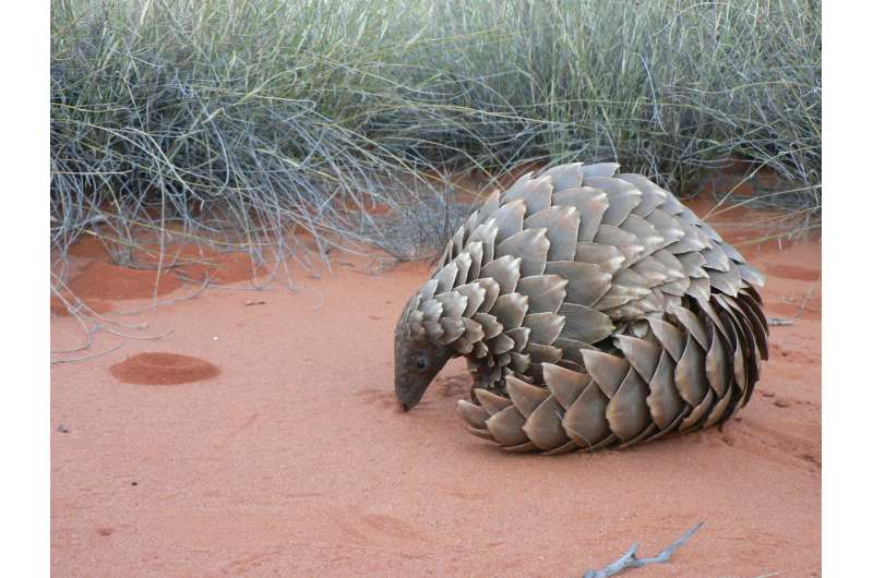 New research into pangolin genomics may aid in conservation efforts