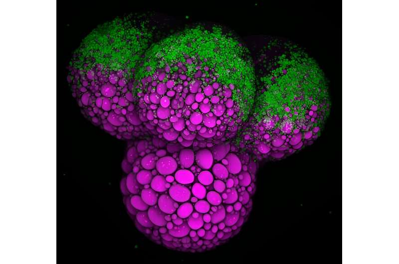 New research on fruit flies provides key insights into the nutrients essential for embryo development